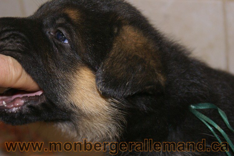 Chiots berger allemand - Lady 4 Juin 2011