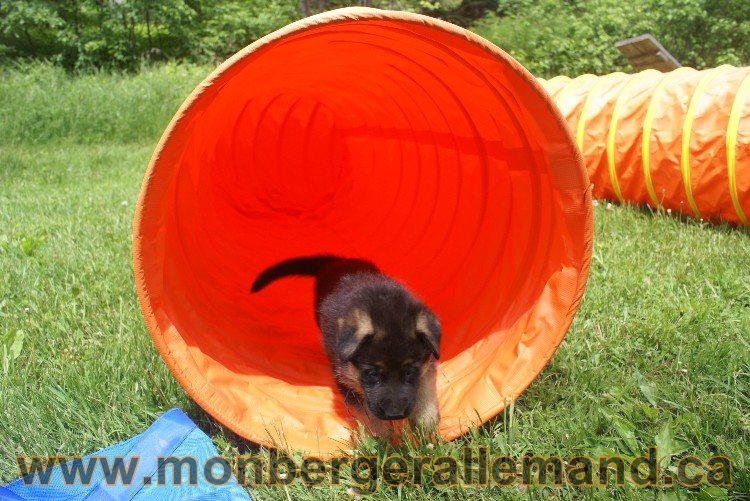 Chiots berger allemand - Lady 4 Juin 2011