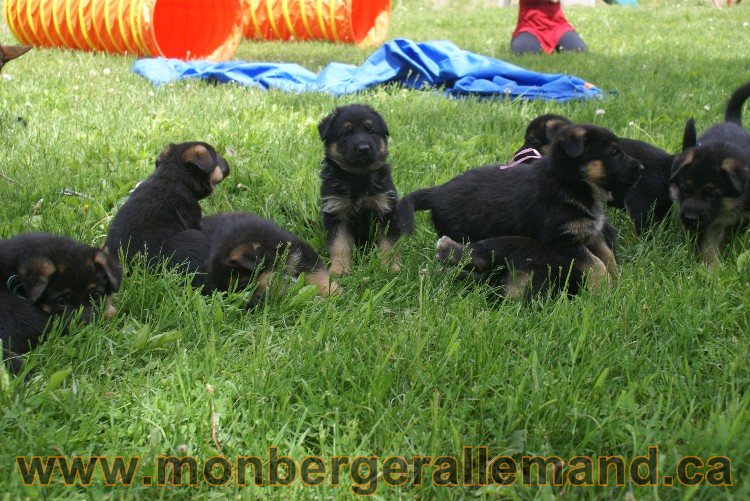 Chiots berger allemand - Lady 4 Juin 2011