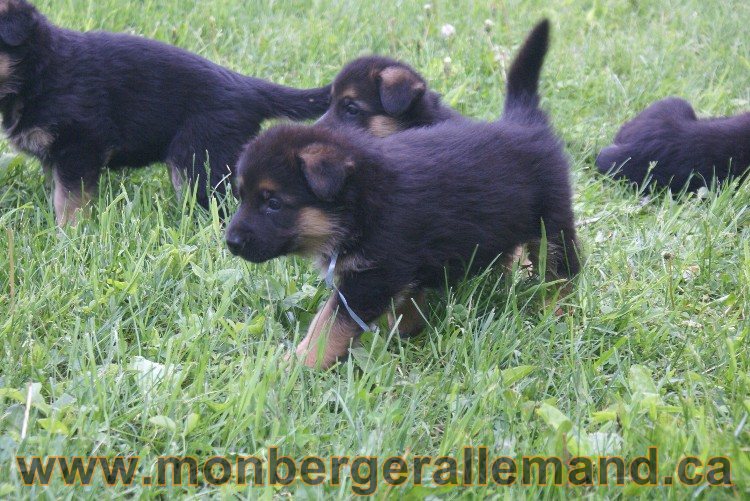 Chiots berger allemand - Lady 4 Juin 2011