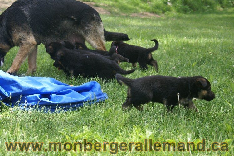 Chiots berger allemand - Lady 4 Juin 2011