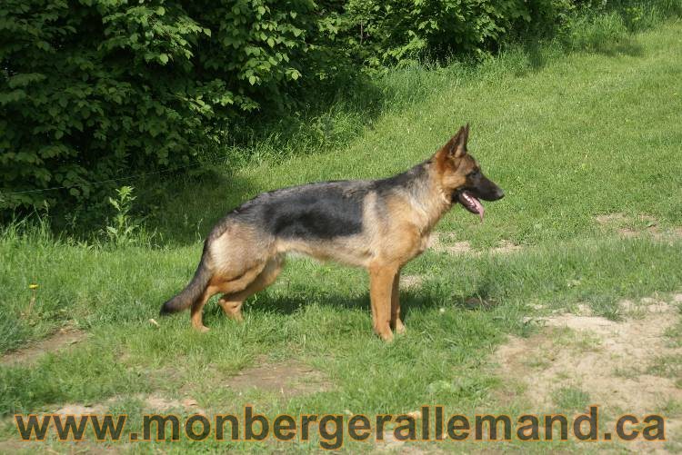 Lady - Chiots berger allemand a Lady