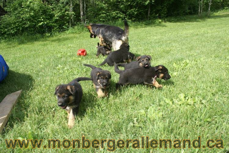 Lady - Chiots berger allemand a Lady