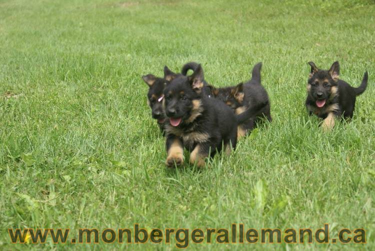 Lady - Chiots berger allemand a Lady