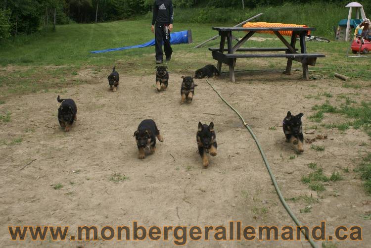 Lady - Chiots berger allemand a Lady