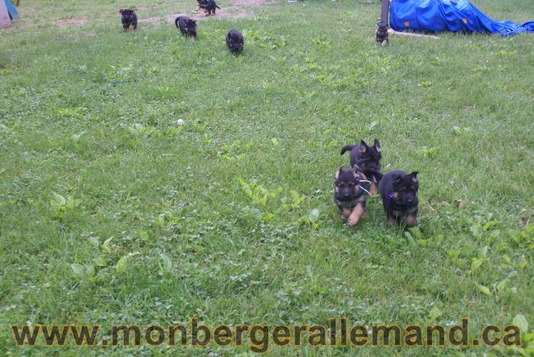 Chiots Lady 13 juin 2011 - Berger Allemand de grande lignée