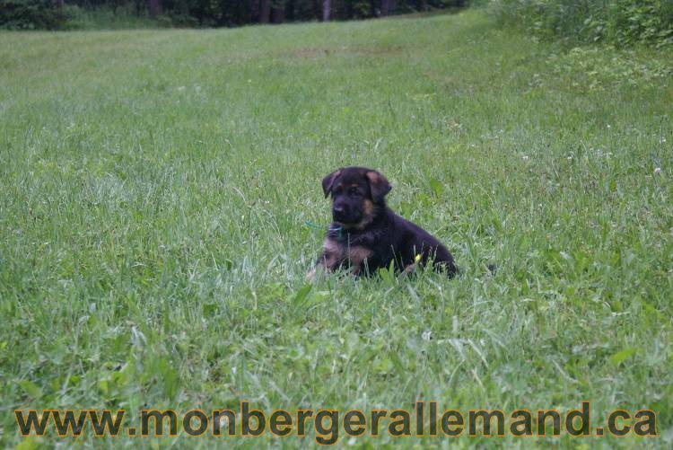 Chiots Lady 13 juin 2011 - Berger Allemand de grande lignée