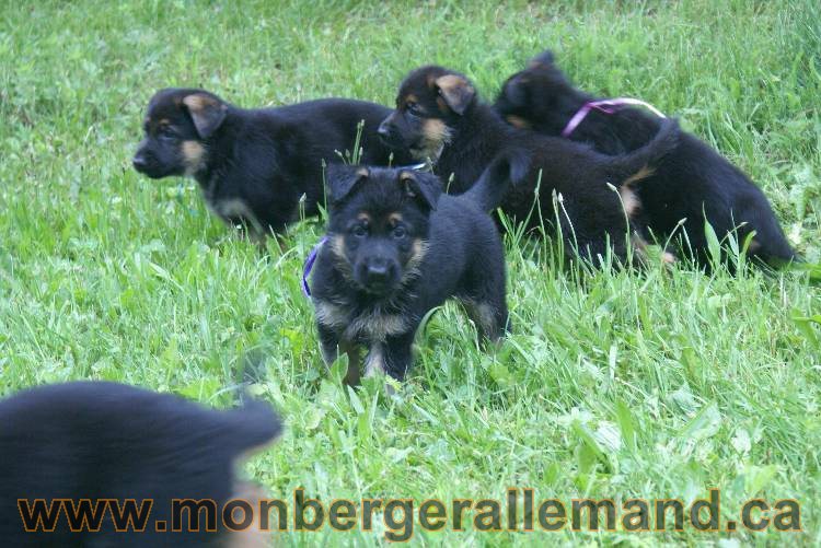 Chiots Lady 13 juin 2011 - Berger Allemand de grande lignée