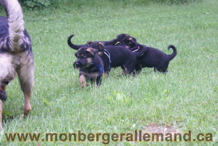 Chiots Lady 13 juin 2011 - Berger Allemand de grande lignée