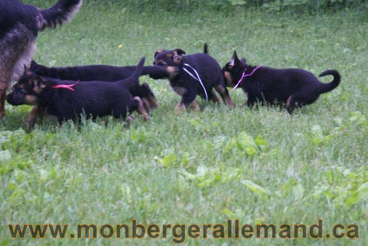 Chiots Lady 13 juin 2011 - Berger Allemand de grande lignée