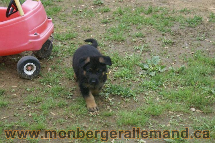 Chiots Lady 13 juin 2011 - Berger Allemand de grande lignée