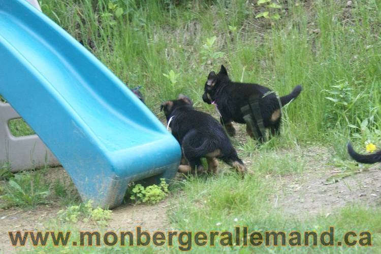 Chiots Lady 13 juin 2011 - Berger Allemand de grande lignée