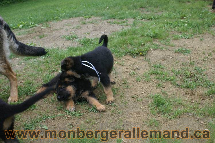 Chiots Lady 13 juin 2011 - Berger Allemand de grande lignée