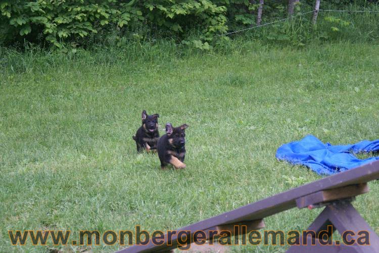 Chiots Lady 13 juin 2011 - Berger Allemand de grande lignée