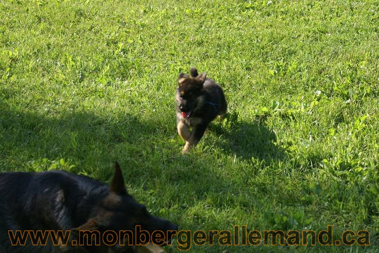 17 juin 2011 - Berger Allemand de grande LIgnée