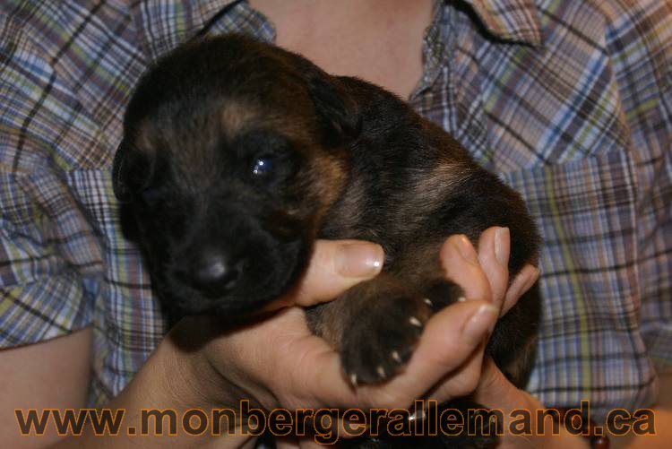 17 juin 2011 - Berger Allemand de grande LIgnée