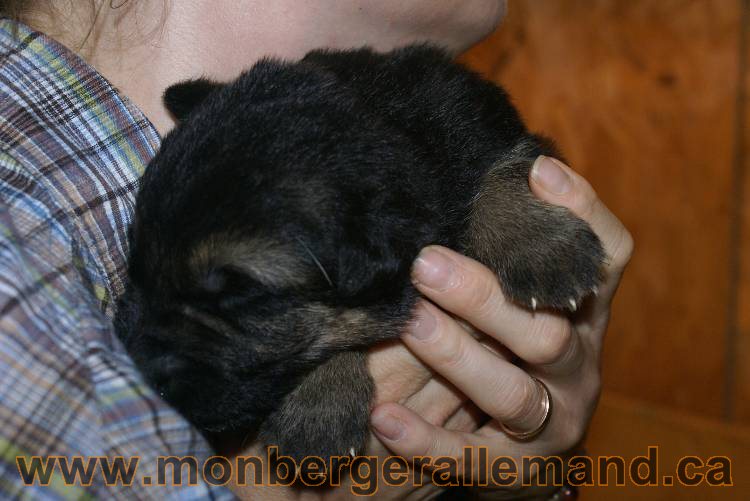 17 juin 2011 - Berger Allemand de grande LIgnée