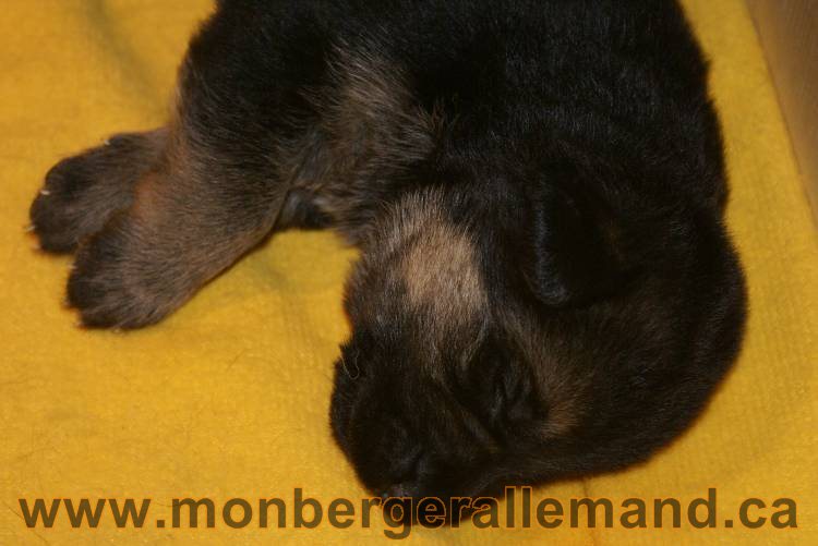 Photos de nos chiots berger allemands 21 juin 2011