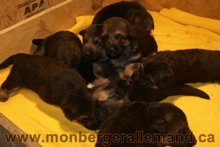 Photos de nos chiots berger allemands 21 juin 2011