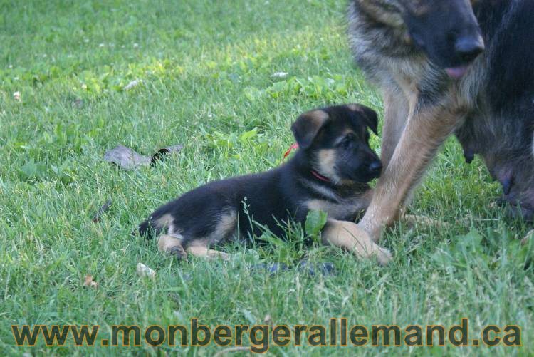 Photos de nos chiots berger allemands 21 juin 2011