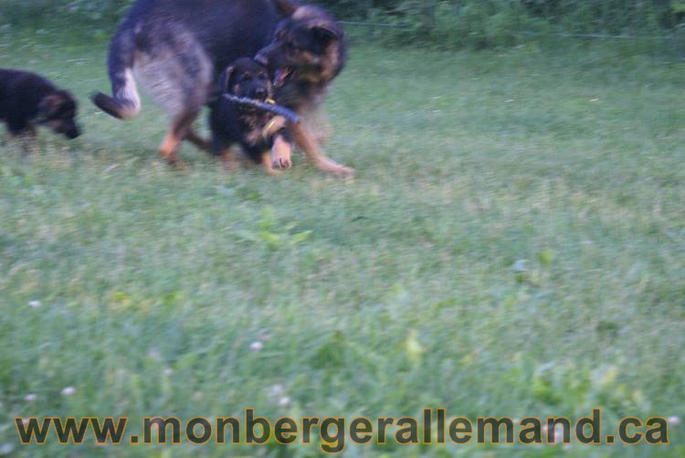 Photos de nos chiots berger allemands 21 juin 2011