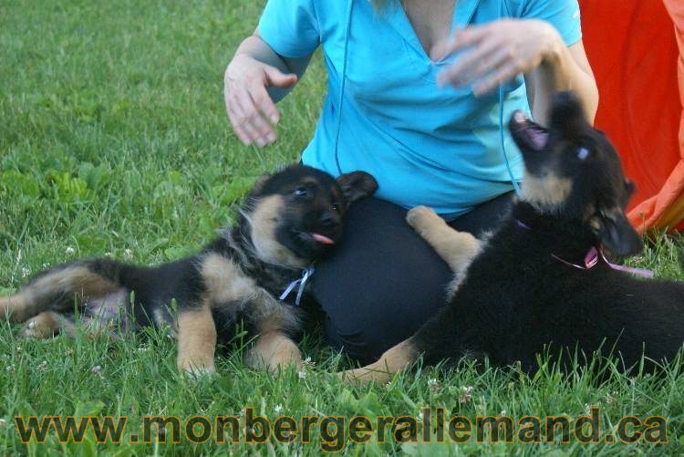 Photos de nos chiots berger allemands 21 juin 2011