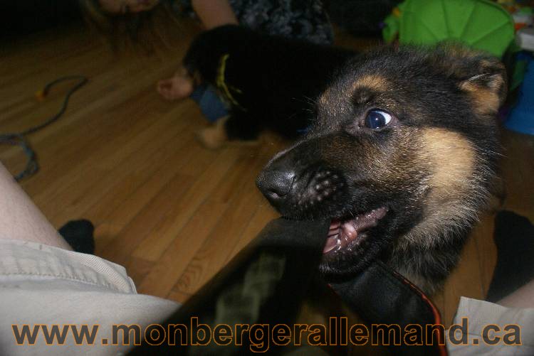 Chiots Berger allemand qui vont nous quitter... !!! Bonne chance mes bébés !!