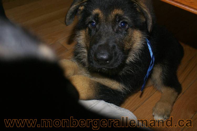 Chiots Berger allemand qui vont nous quitter... !!! Bonne chance mes bébés !!