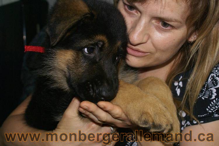 Chiots Berger allemand qui vont nous quitter... !!! Bonne chance mes bébés !!