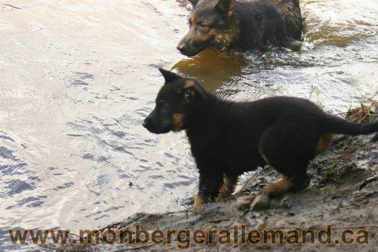 Des chiots berger Allemand très spécial !