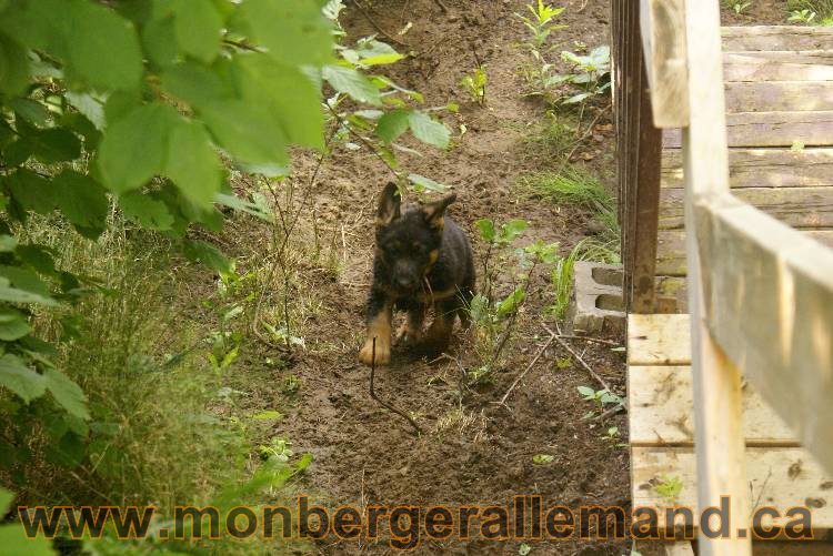 Des chiots berger Allemand très spécial !