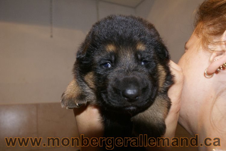 Chiots berger allemand a Lady