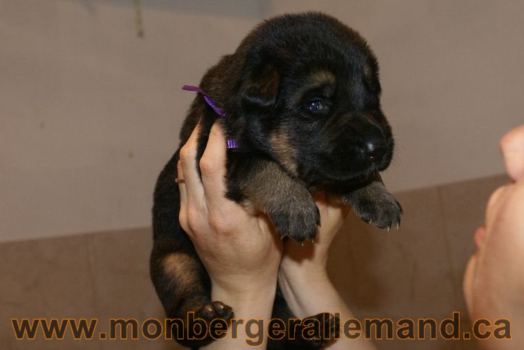 Chiots berger allemand a Lady