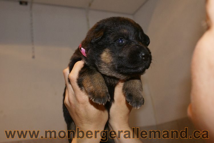 Chiots berger allemand a Lady