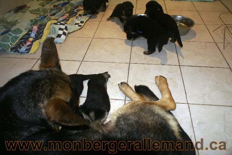 Les chiots berger allemand a Lady 22 mai 2011 - 22 jours de vie