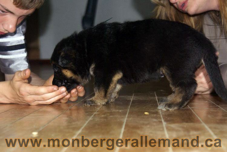 Chiots berger allemand 22 jours de vie