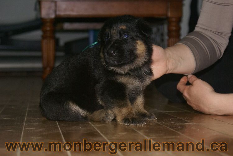 Chiots berger allemand 22 jours de vie