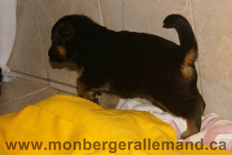 Chiots berger allemand 26 mai 2011