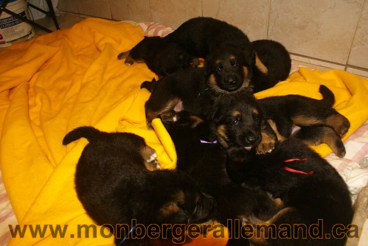 Chiots berger allemand 26 mai 2011