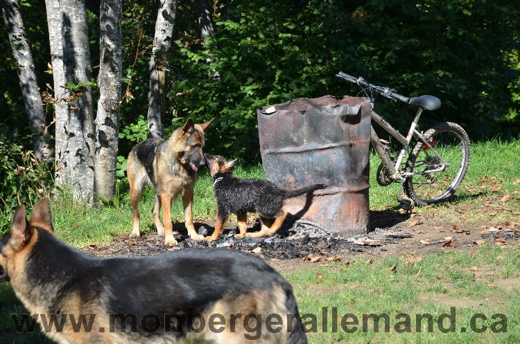 Chiots et Chien berger allemand de grnde lignées - Outaouais Laurentides 26 Aout 2011