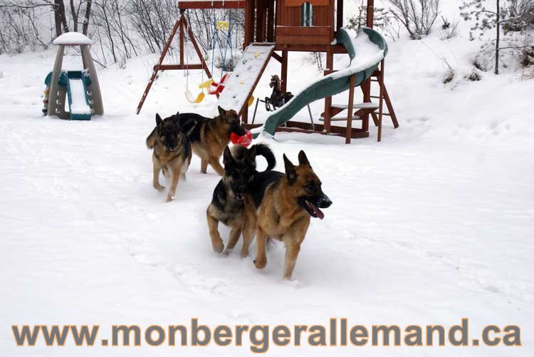 Nos chiens berger allemand - Chiot Berger Allemand a vendre regulierement - Québec, Canada , Montreal , gatineau sherbrooke, mirabel, lanaudière, laurentides, estrie et plus.