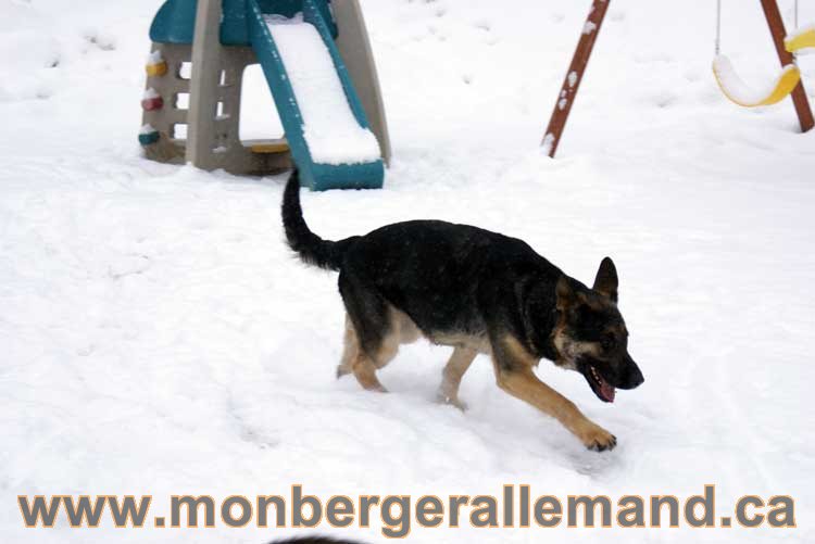 Nos chiens berger allemand - Chiot Berger Allemand a vendre regulierement - Québec, Canada , Montreal , gatineau sherbrooke, mirabel, lanaudière, laurentides, estrie et plus.