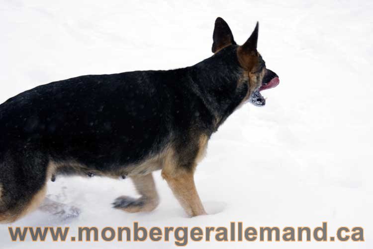 Chiot Berger Allemand a vendre regulierement - Québec, Canada , Montreal , gatineau sherbrooke, mirabel, lanaudière, laurentides, estrie et plus.