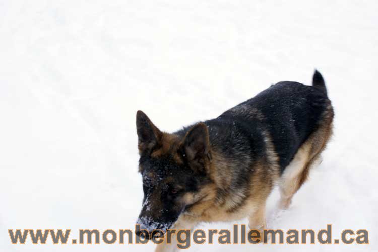 Chiot Berger Allemand a vendre regulierement - Québec, Canada , Montreal , gatineau sherbrooke, mirabel, lanaudière, laurentides, estrie et plus.