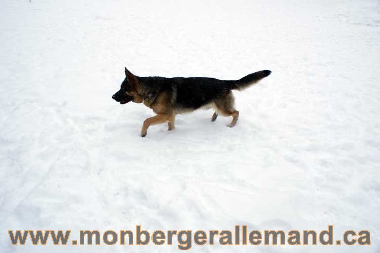 Chiot Berger Allemand a vendre regulierement - Québec, Canada , Montreal , gatineau sherbrooke, mirabel, lanaudière, laurentides, estrie et plus.