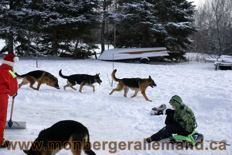 Berger allemand 2011 -  OPutaouais, Laurentides, de Montreal a sherbrooke,  de l'estrie a la monteregie Québec, Canada