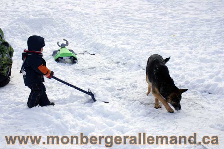 Berger allemand 2011 -  OPutaouais, Laurentides, de Montreal a sherbrooke,  de l'estrie a la monteregie Québec, Canada