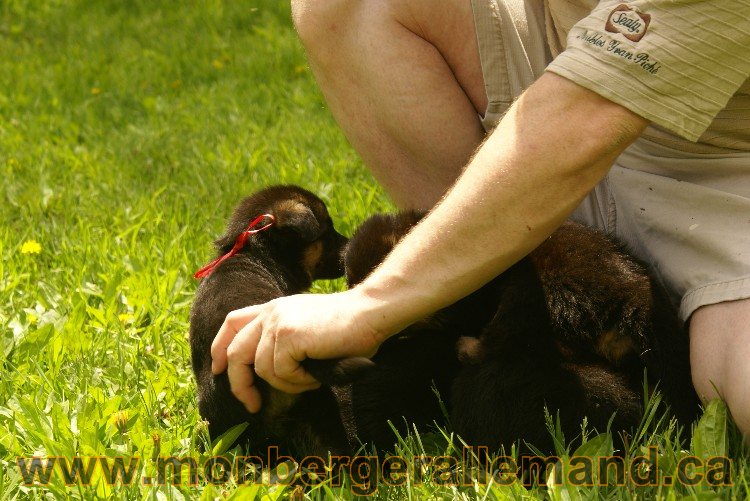 Première sortie des Chiots a Lady - German Shephered Berger allemand - 29 mai 2011