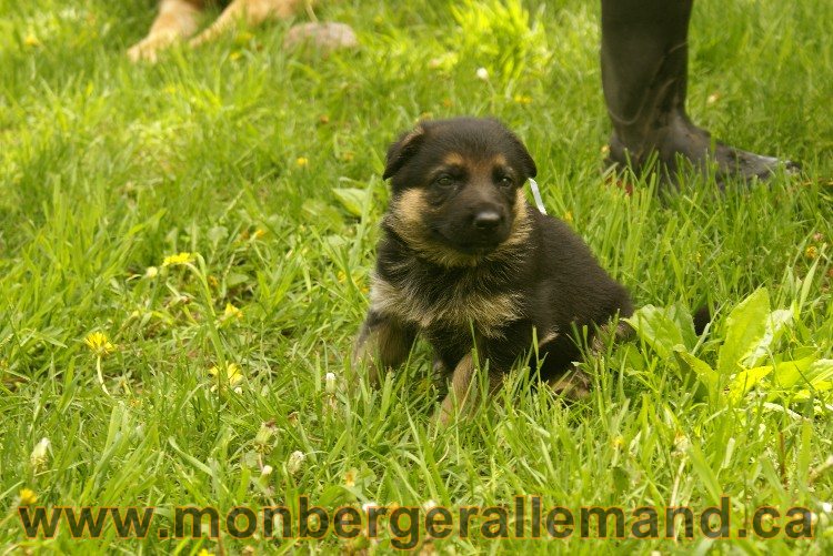 Première sortie des Chiots a Lady - German Shephered Berger allemand - 29 mai 2011