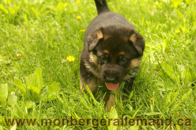 Première sortie des Chiots a Lady - German Shephered Berger allemand - 29 mai 2011